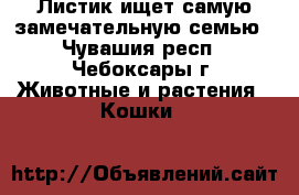 Листик ищет самую замечательную семью - Чувашия респ., Чебоксары г. Животные и растения » Кошки   